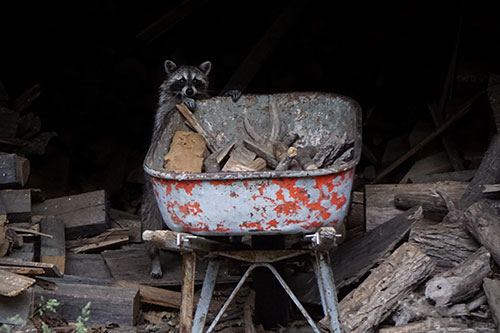 Image of a racoon in a woodshed standing up and peering over a wheelbarrow.