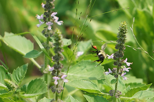 Image of a bumblebee flying sideways.