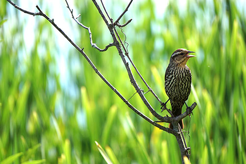 Image of a bird on a stick with a green background.