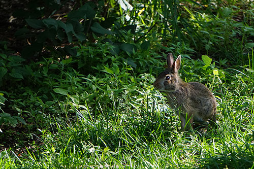 Image of a bunny within grass with the sunlight shining on face.