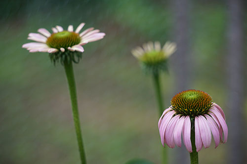 Image of purple coneflowers