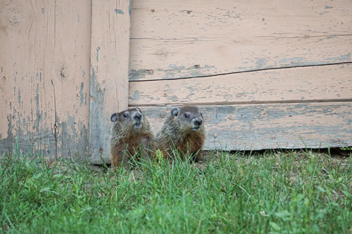 Image of two groundhogs poking their faces out of a hole under a shed door.