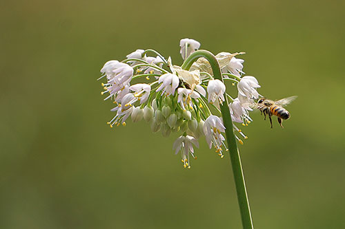 Image of a honeybee flying towards a prairie onion flower..