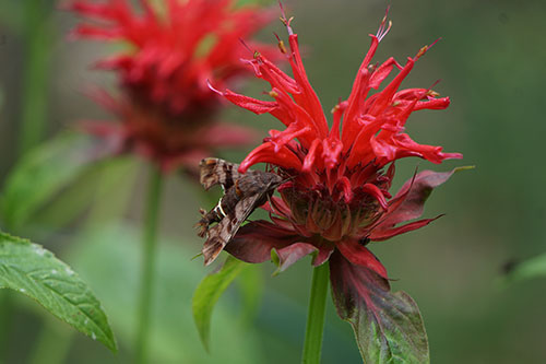 Image of a hummingbird both sleeping on a red bee balm flower.