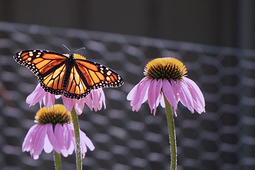 Image of a monarch butterfly with wings open on a purple coneflower.