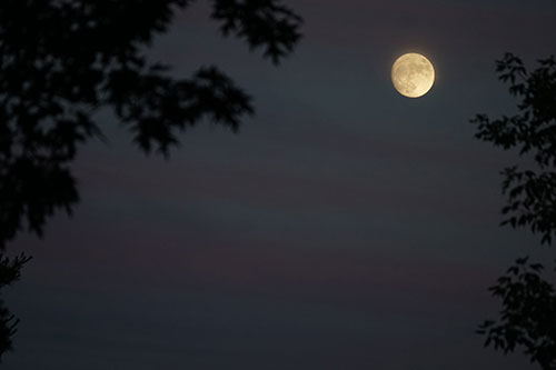 Image of a full moon rising against a deep purple and black sky, framed by trees.