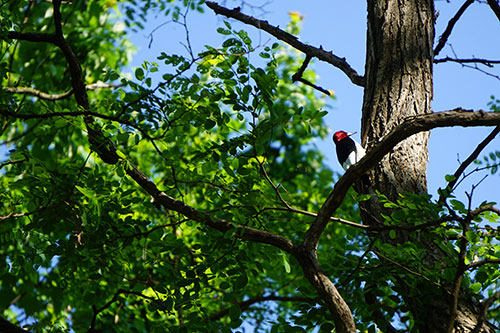 Image of a red-headed woodpecker on a tree against a blue sky.