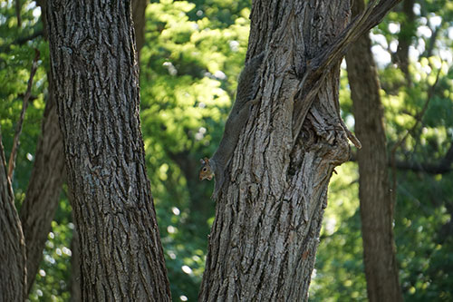 Image of a squirrel hanging on a tree upside down, reaching out, and yawning.