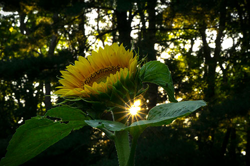 Image of sunflower with sun shining like a sunflower behind it.