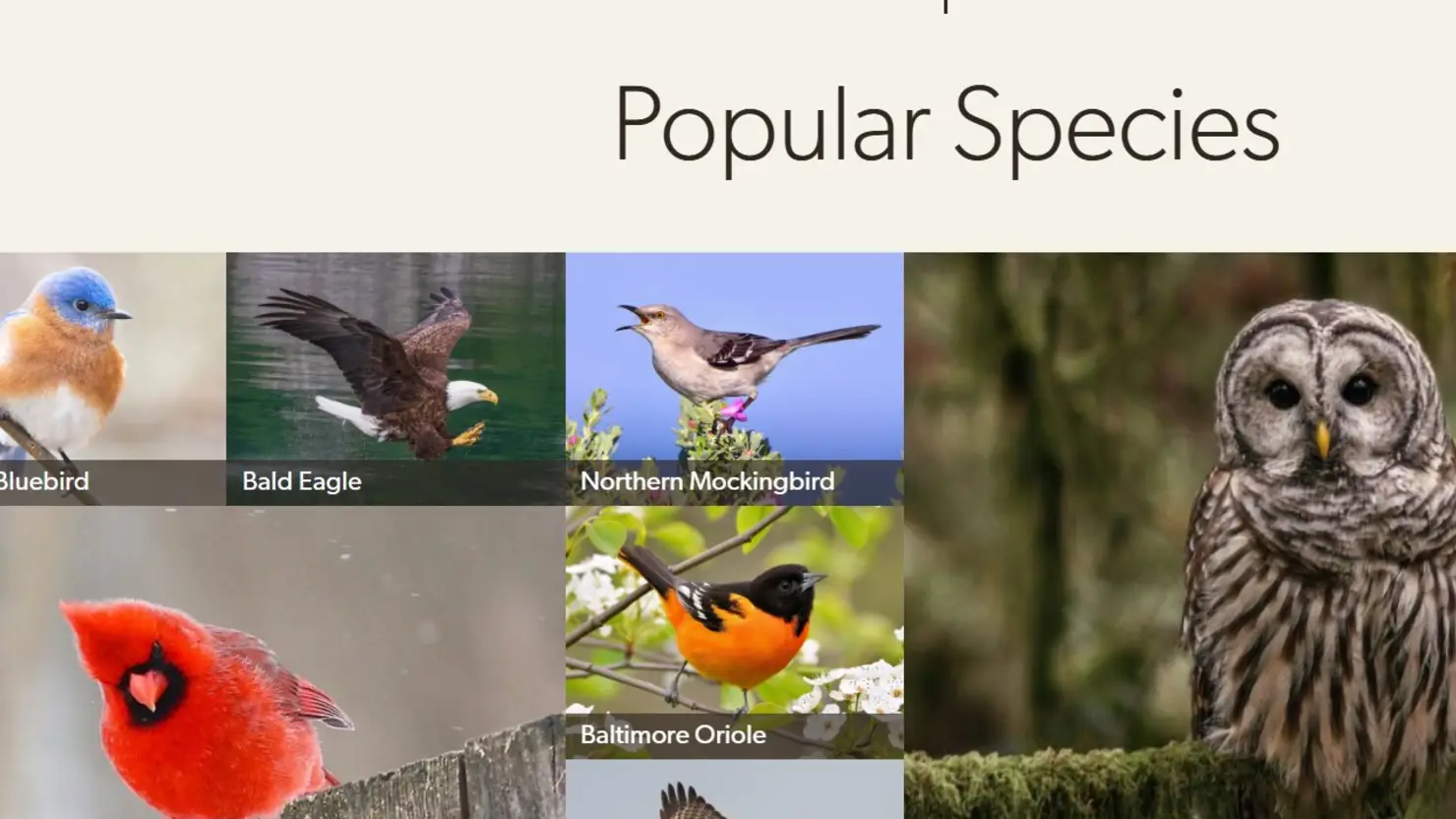 Screenshot of a series of bird images against the web page background color choice.