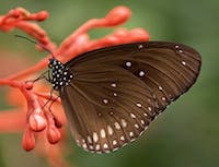 Picture of a butterfly