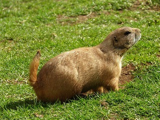 Image of a prairie dog