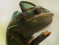 Picture of chameleon1
