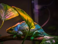 Picture of chameleon3