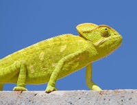 Picture of chameleon5
