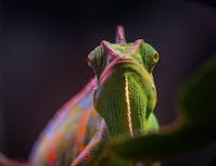 Picture of chameleon6