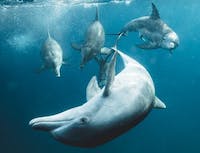 Picture of dolphin2