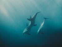 Picture of dolphin3