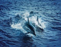 Picture of dolphin4