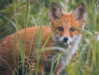Picture of fox3