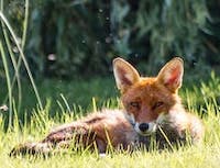 Picture of fox4