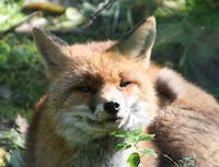 Picture of fox5