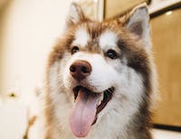 Picture of husky2