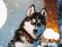 Picture of husky4