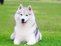 Picture of husky6