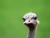 Picture of ostrich1