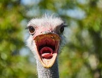 Picture of ostrich2