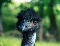 Picture of ostrich4