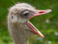 Picture of ostrich6