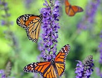 Picture of butterfly2