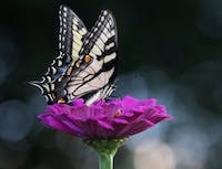 Picture of butterfly3