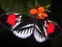 Picture of butterfly4