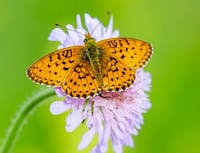Picture of butterfly4