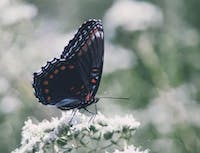 Picture of butterfly6