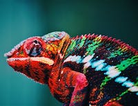 Picture of chameleon2