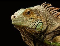 Picture of chameleon4