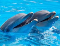 Picture of dolphin1