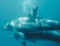 Picture of dolphin5