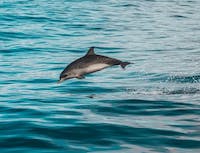 Picture of dolphin6