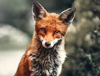 Picture of fox1