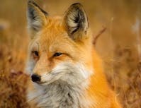 Picture of fox2
