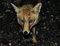 Picture of fox6