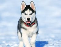 Picture of husky1