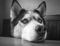 Picture of husky3