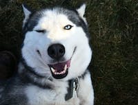 Picture of husky5