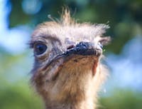 Picture of ostrich4